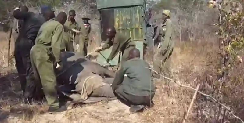 Video:  Elephants being captured in Zimbabwe for Chinese zoos