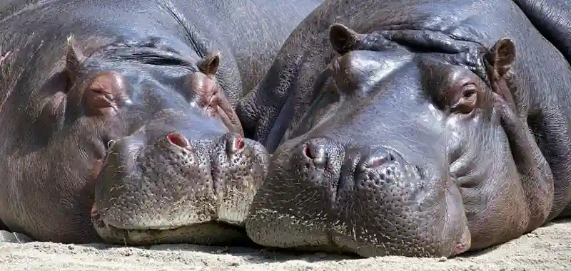 Villager dies from eating infected hippo meat, 11 being treated for anthrax