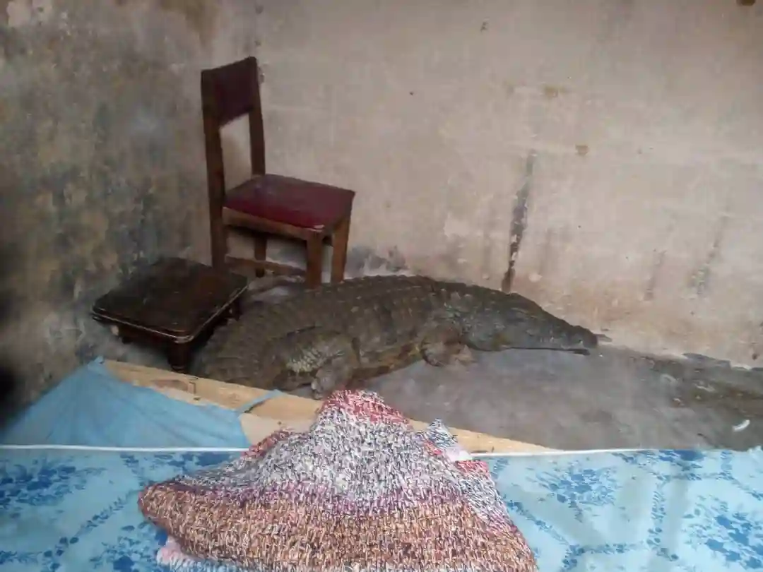 Villagers Now Living In Fear After Crocodile Sneaks Into House