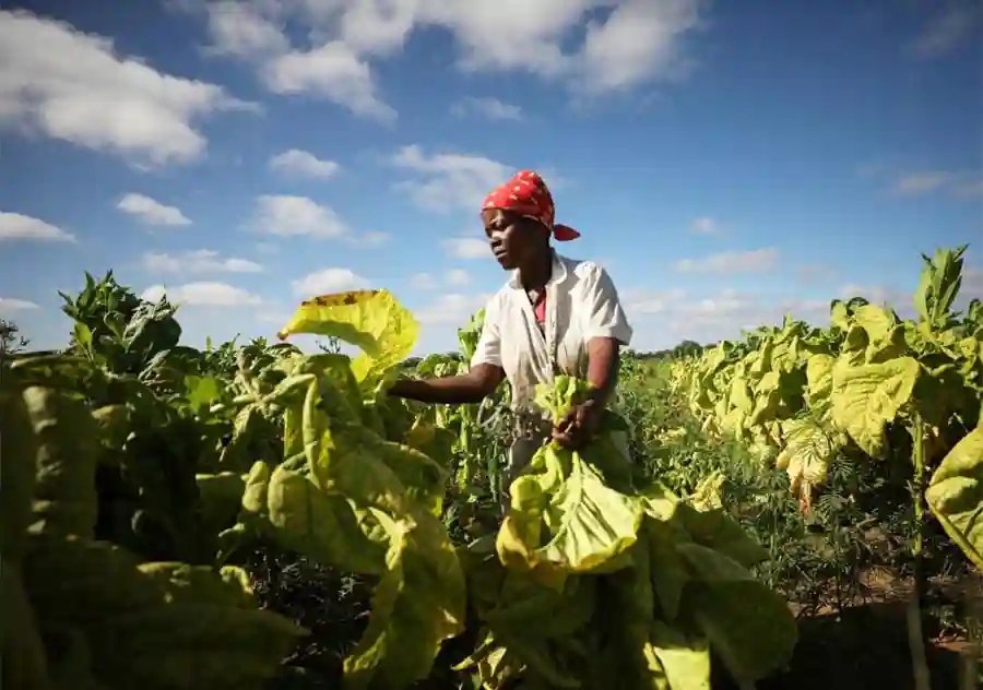 WATCH: Disgruntled Tobacco Farmers Explain Their Plight