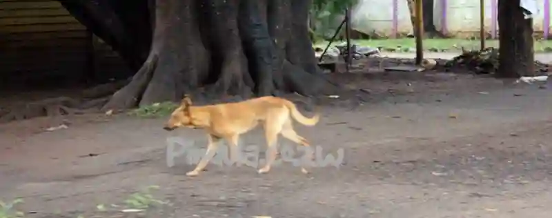 WATCH: Dogs Taking A Break At A Luxury Pet Resort
