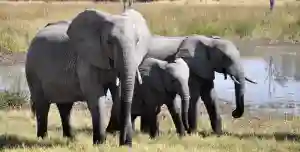 WATCH: Elephants To Be Transported At A Holding Facility At Hwange National Park
