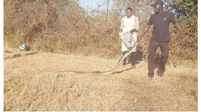 Woman Claims Python Ran Over By A Bus Was Her "Gift" From Ancestors