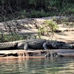 Zaka Man Dies After Crocodile Attack