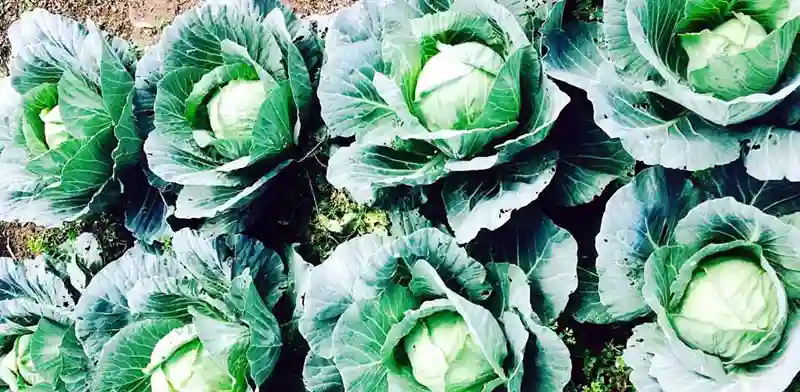 Zanu PF candidate donates 3 000 cabbages to lure voters