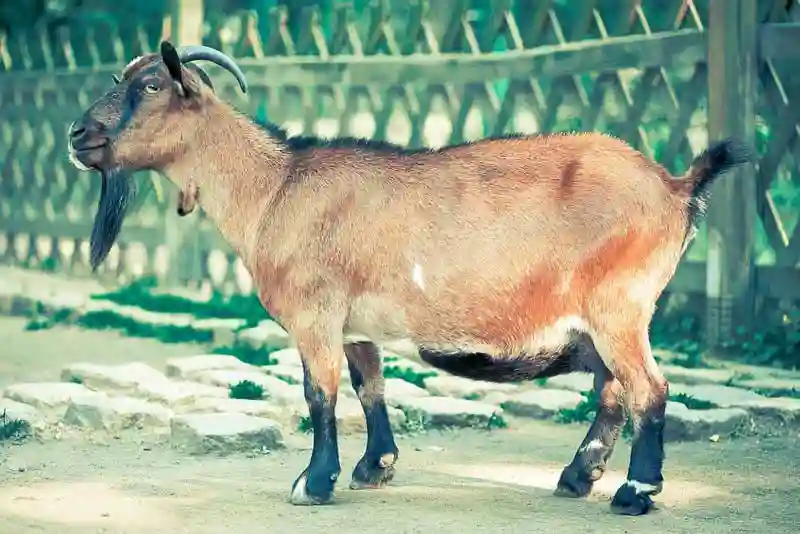 Zanu-PF Launches Goat Rearing Project In Mashonaland Central