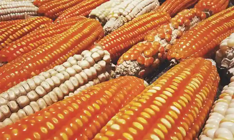 Zim likely to continue importing maize from Zambia despite bumper harvest expectations