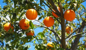 Zimbabwe, China Sign Citrus Deal