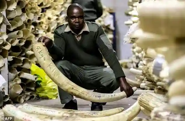 Zimbabwe Faces Dilemma With 130 Tonnes Of Ivory Worth $600 Million