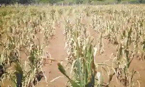 Zimbabwe Government Warns Of Poor Harvests