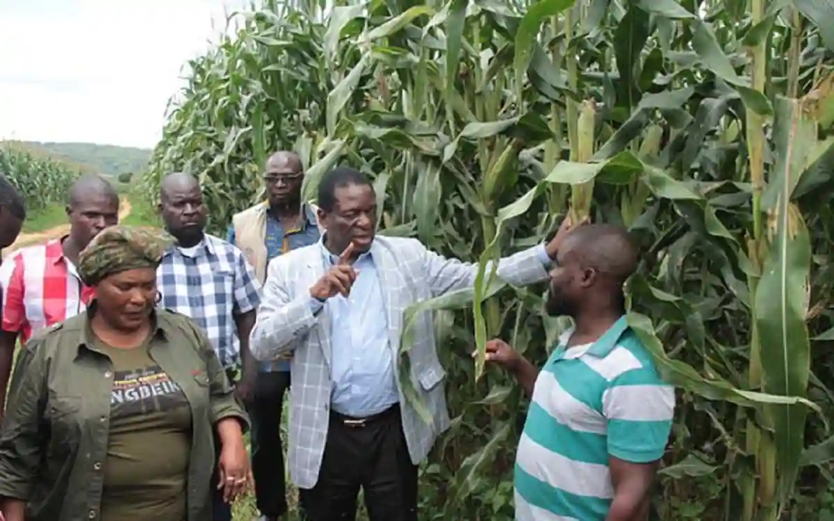 Zimbabwe Having An Agricultural Revolution - ED