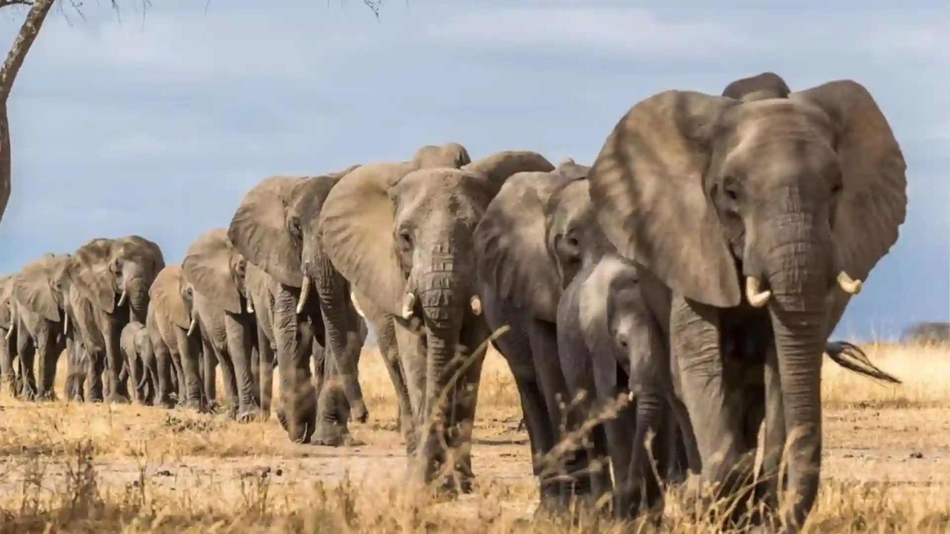 Zimbabwe Plans To Collar Elephants In Hwange National Park