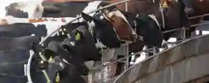 Zimbabwe Records 18% Increase In Dairy Production: January - June 2022