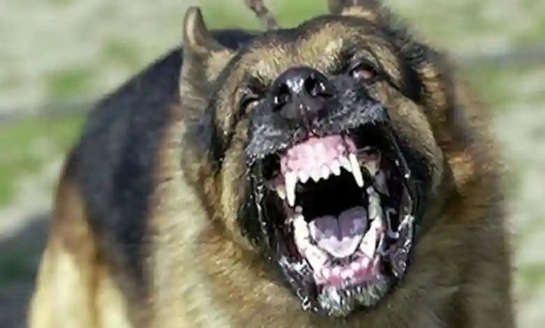 Zimbabwe Records 553 Dog Bite Cases In A Single Week