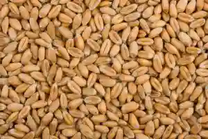 Zimbabwe Records Highest-ever Wheat Harvest