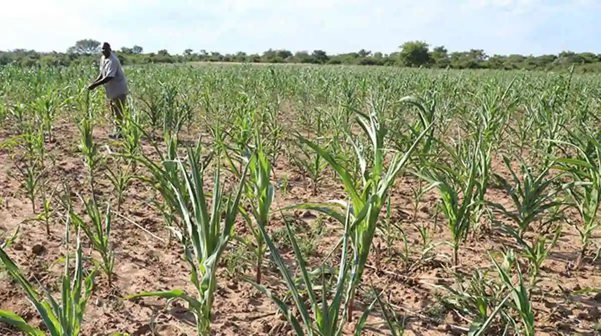Zimbabwe Suffers Worst Drought In 40 Years, Maize Yield Falls By 72%