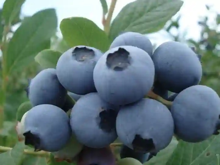 Zimbabwe Targets 30,000 Metric Tonnes Of Blueberries By 2030