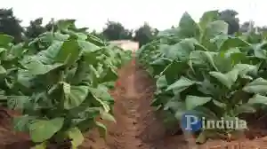 Zimbabwean Tobacco Farmers Expect High Yields This Year