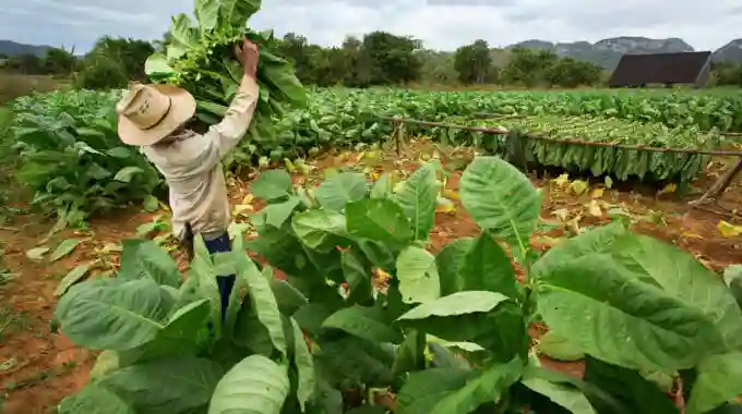 Zimbabwe's Tobacco Industry On Track For Record Harvest - TIMB