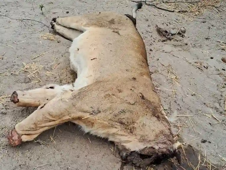 ZimParks Employee Arrested For Poaching Three Lions In Hwange National Park