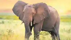 Zimparks Rangers Put Down Problem Elephant In Victoria Falls