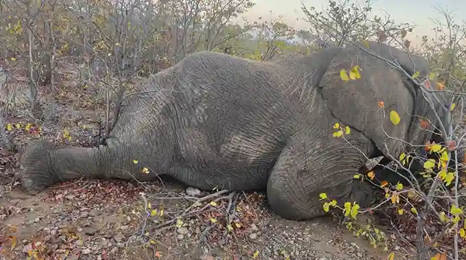 ZimParks Rangers Shoot Two Stray Elephants In Beitbridge