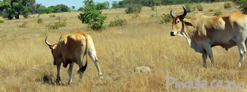 ZRP Recovers 32 Cattle Stolen From Chipinge In Mozambique